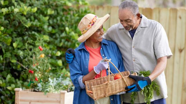 Seniors gardening in outdoor vegetable garden