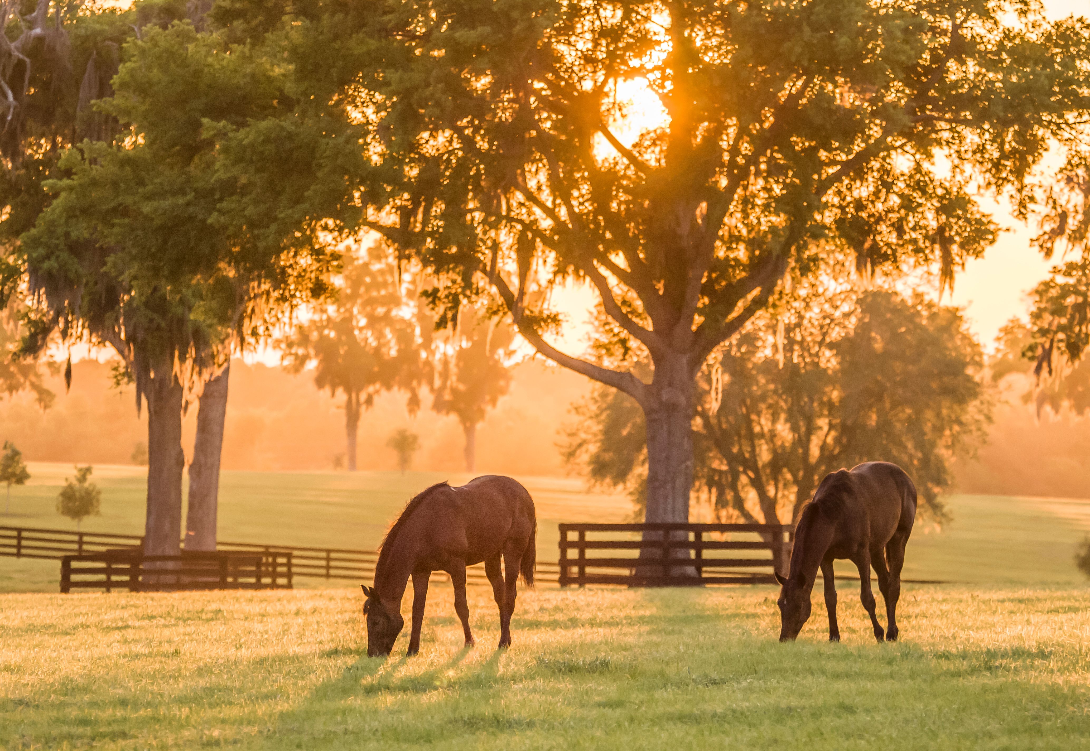 Thoroughbred yearlings in pasture at sunset