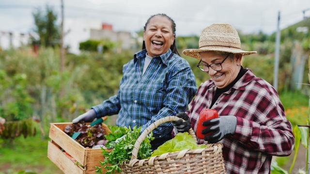 Friends laugh while harvesting vegetables from a large garden. 