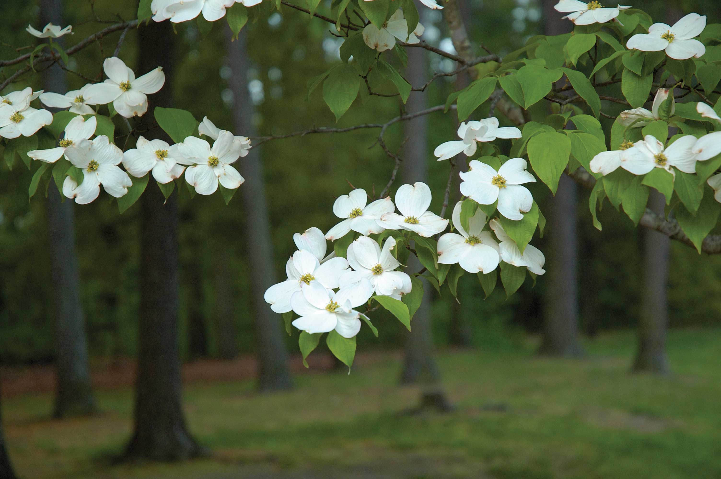 dogwood blossoms in the park