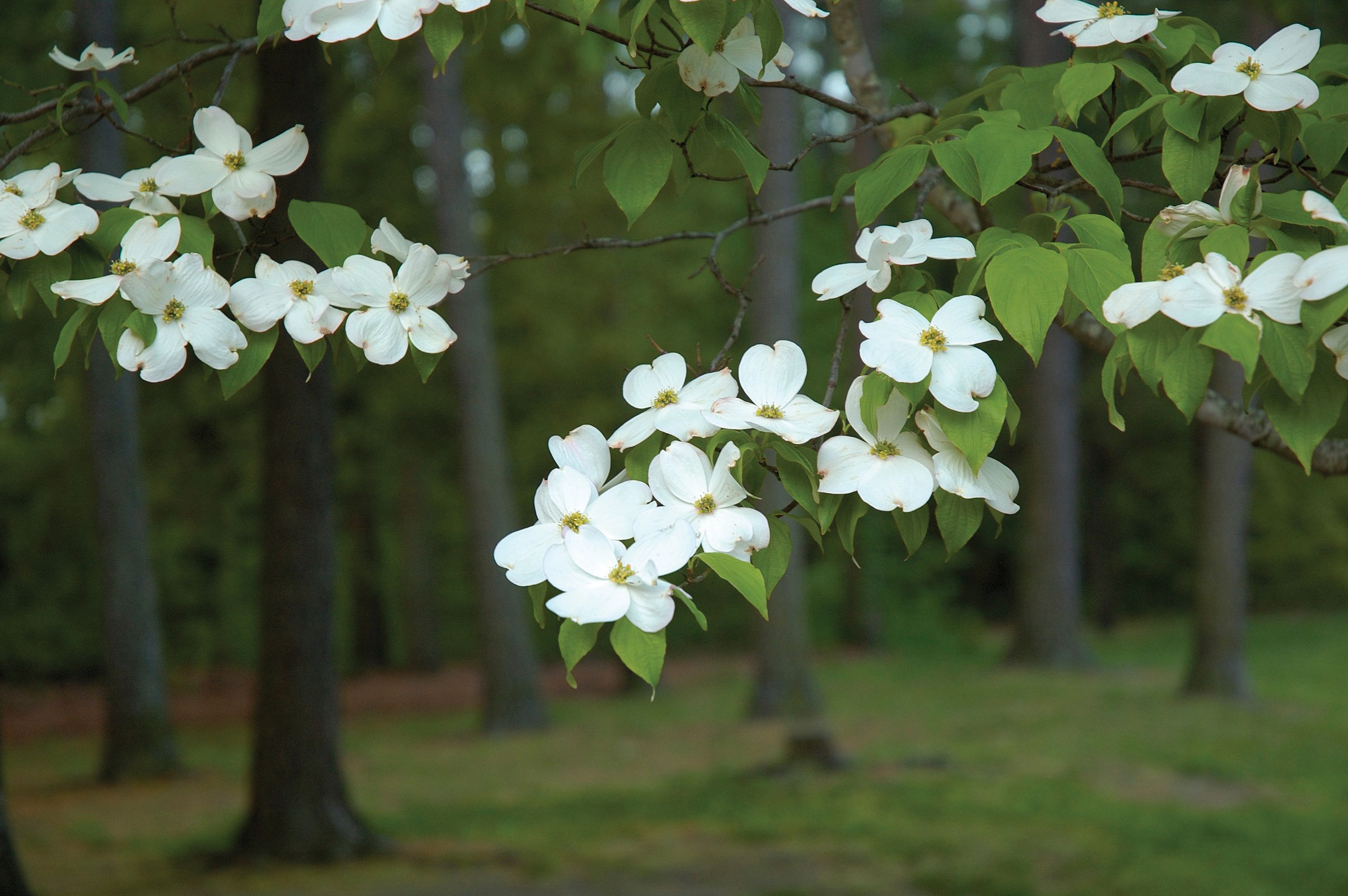Dogwood Blossoms.  There are trees in the background.