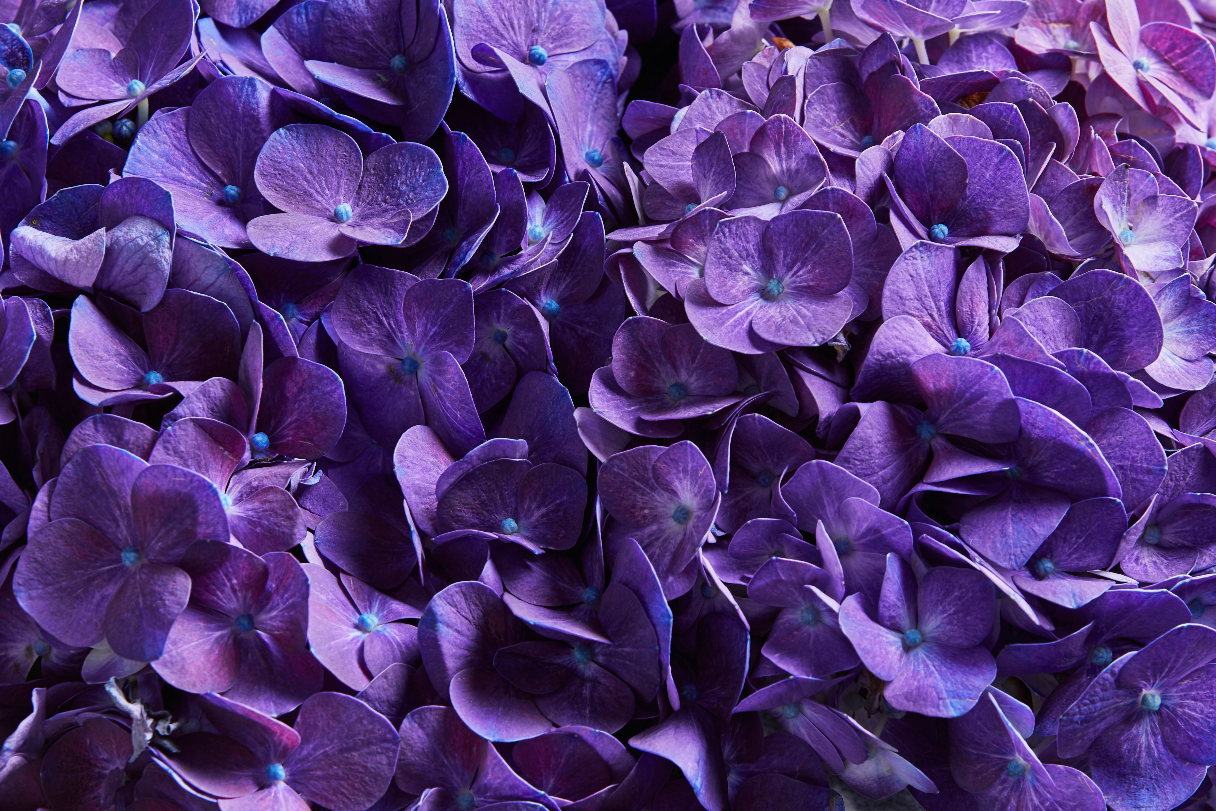 Flower Petals
