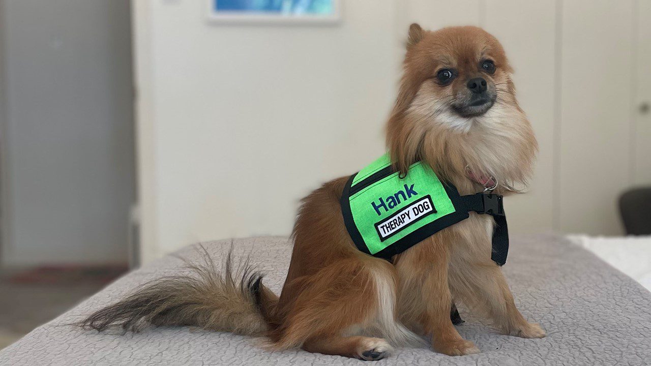 Trained therapy dog