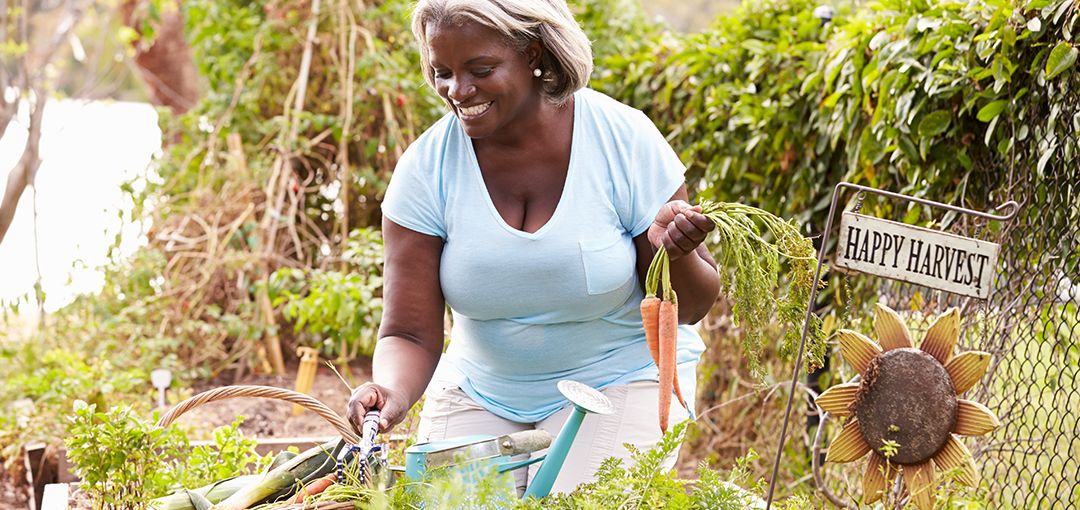 senior woman gardening with carrots in her hand