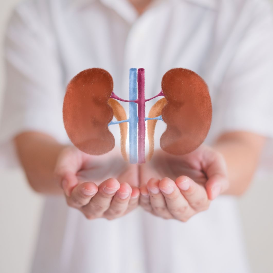 An image of human kidneys